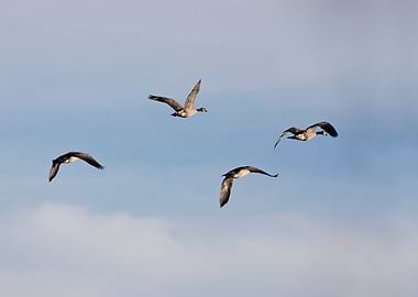 Canada geese flying