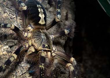 Poecilotheria sp lowland