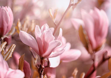 Pink magnolia flowers