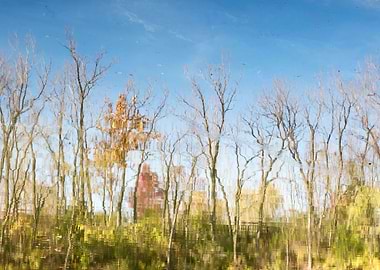 Autumn tree reflection
