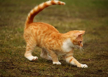 Kitten Playing