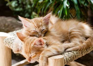 Sleepy Kittens