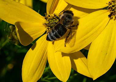 Summer Yellow Flower