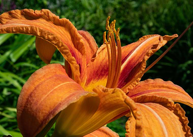 Summer Orange Flower