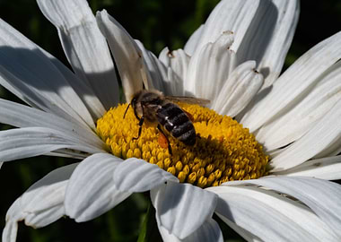 Summer White Flower