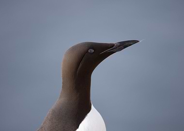 Common Guillemot portrait