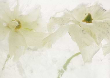 White ranunculus in ice 3