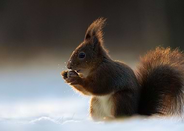Red squirrel