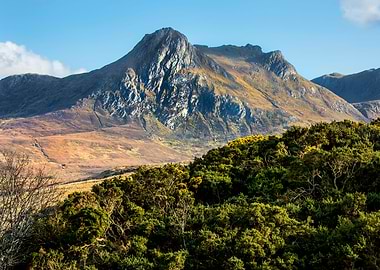 Ben Loyal