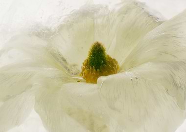 White ranunculus in ice 1
