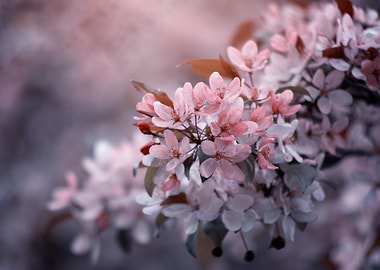 Pink flowers on the tree