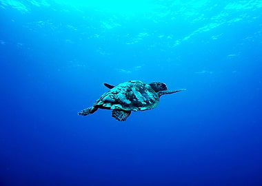 Sea Turtle in the Ocean