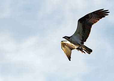 Osprey with Catfish