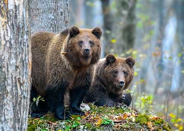 Two bears