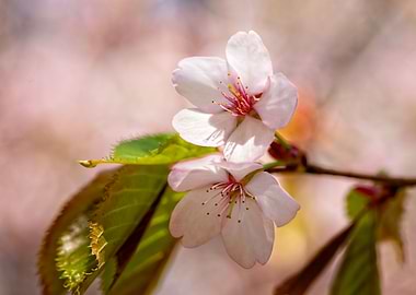 Two Chic Sakura Flowers