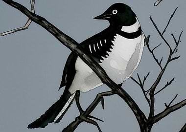 A beautiful Magpie bird