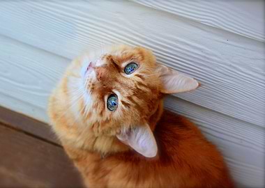 Orange Cat