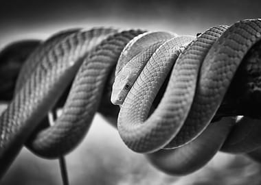 Green Mamba Snake