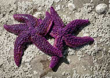 Starfish Love