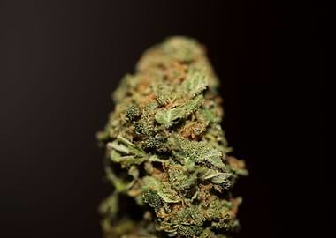 Cannabis medical bud macro