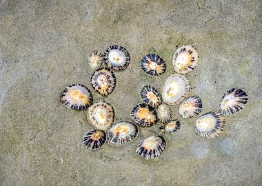 A Group of Molluscs