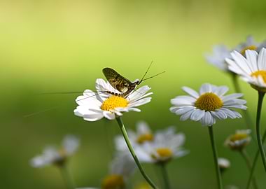 Mayfly