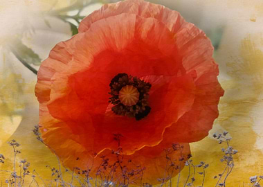 Vintage red poppy