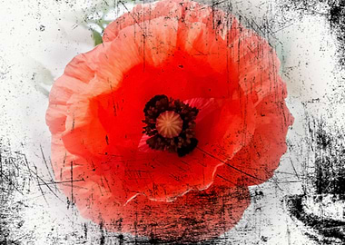 Red poppy love