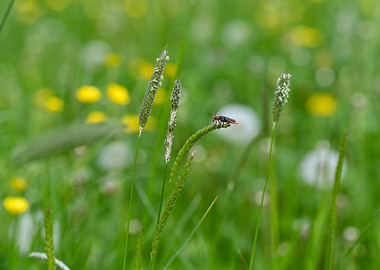 A beetle in a meadow