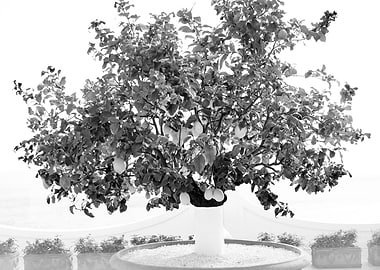 Lemon Tree in Positano 2