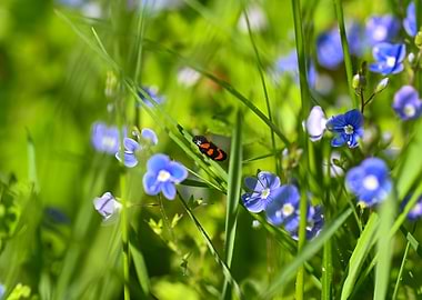A red cicada in a meadow