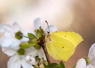Spring yellow butterfly