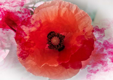 Fluid ink poppy