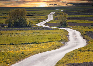 Spring road in the fields