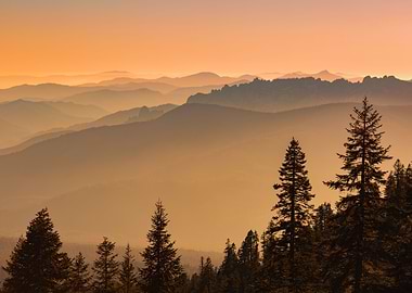 Foggy Forest by Sunset