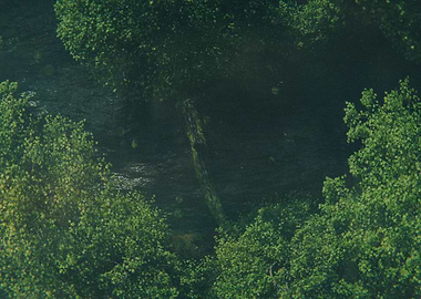 Lost Forest Scene 2 3D