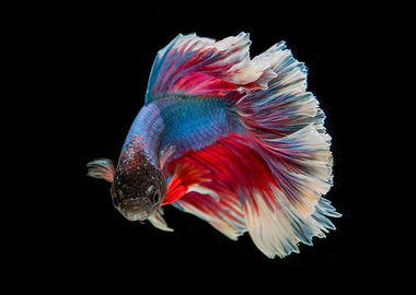 Betta Fish