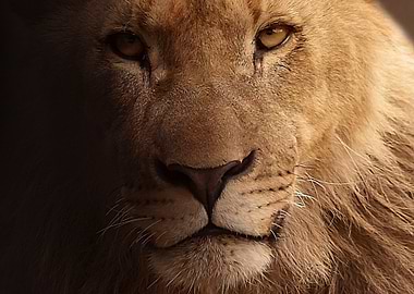 Lions Face