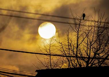 Early Bird in the Sunrise