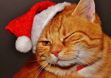 Christmas Cat