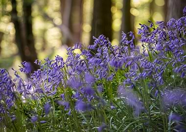 British Bluebells
