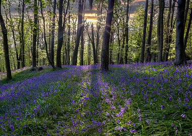 Bluebell sunset