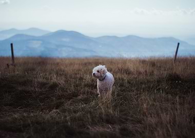 Puppy exploring the world