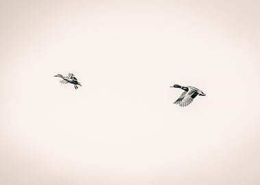 Ducks in flight BW