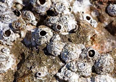 Sea summer rocks close up