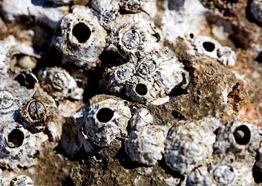 Sea summer rocks close up