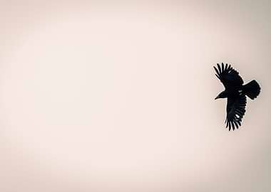 Black crow in flight