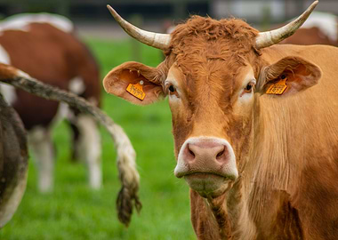 Red horned cow