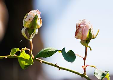 Macro of a rose