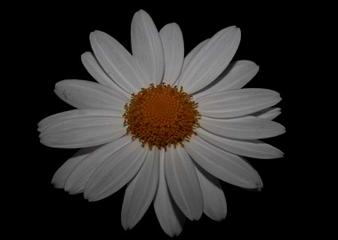 White leucanthemum flower